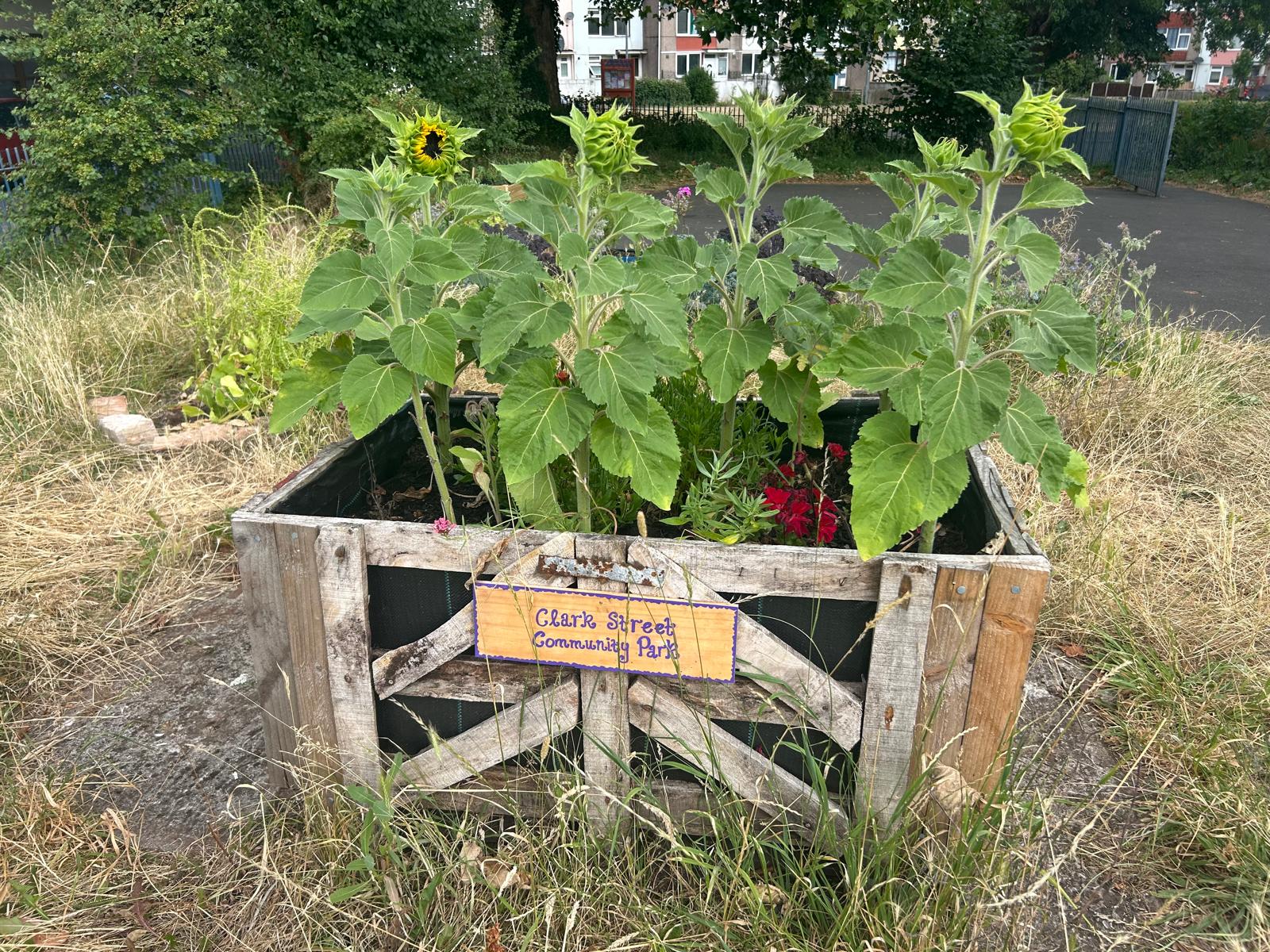 Neighbours asked for sunflowers so we planted them!